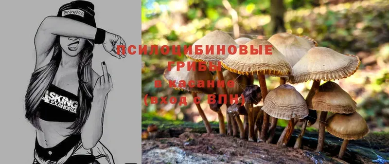 shop формула  Котельники  Псилоцибиновые грибы MAGIC MUSHROOMS 